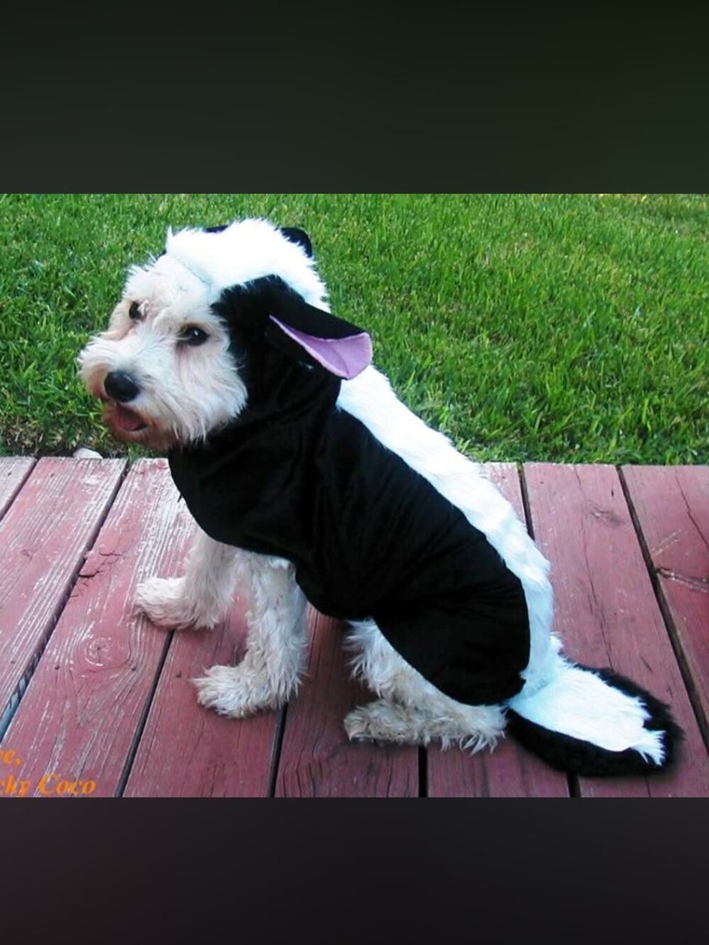 Dog Skunk Costume